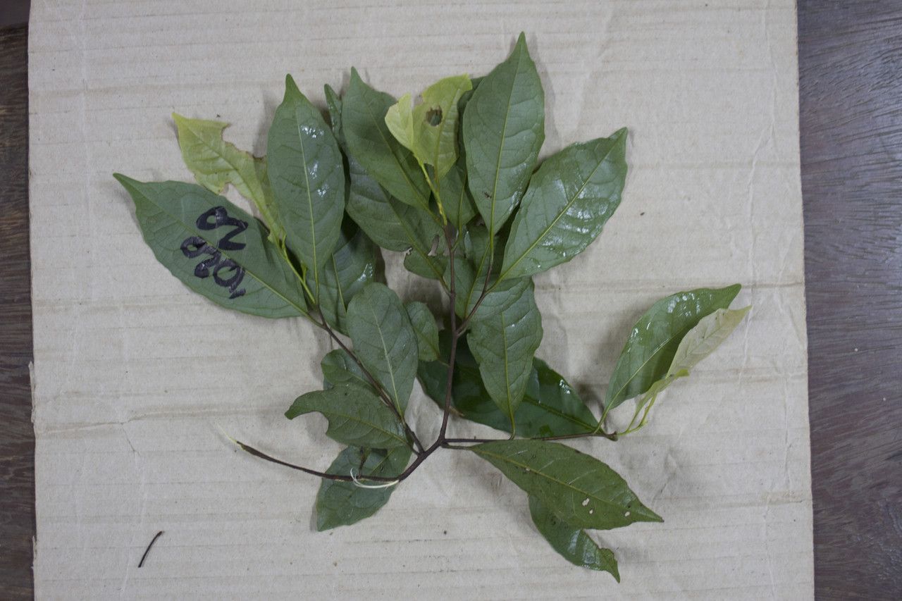 Couratari multiflora leaf