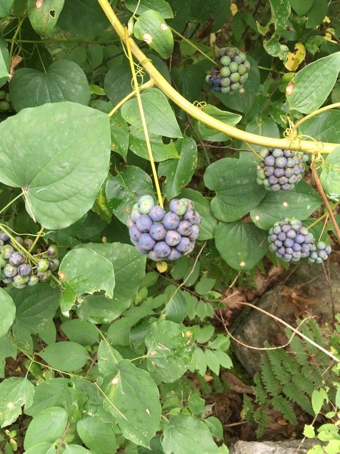Smilax herbacea fruit