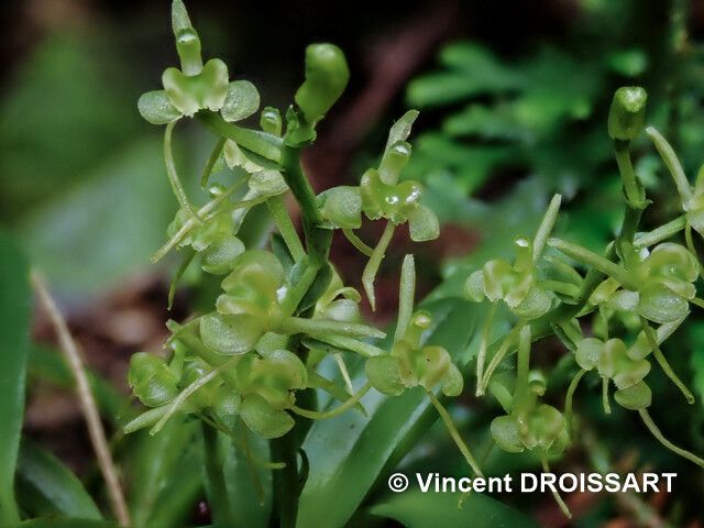 Liparis rosseelii — houseplant care guide