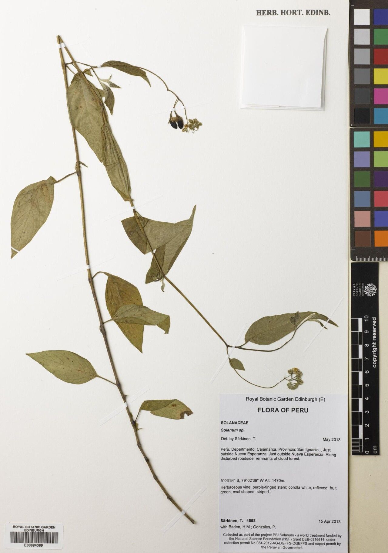 Solanum tabanoense — houseplant care guide