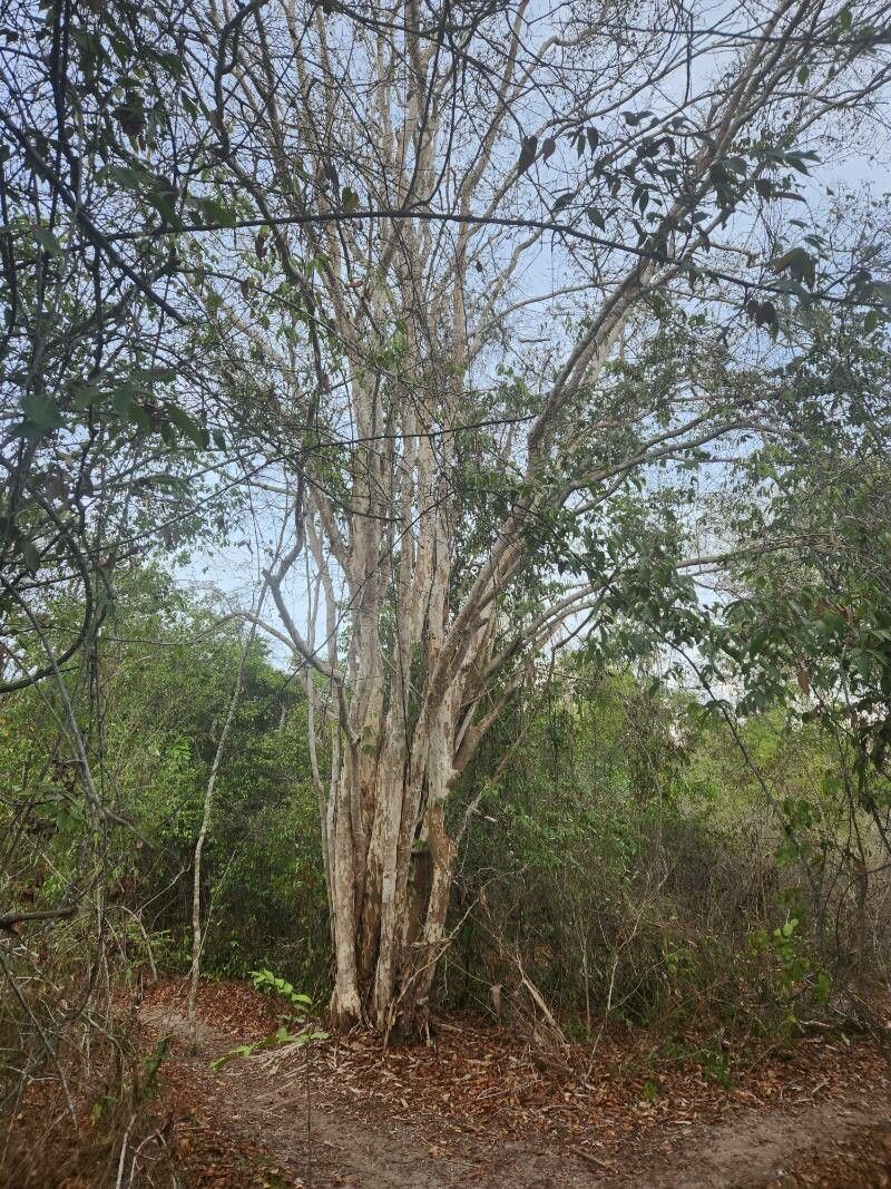 Combretum schumannii habit
