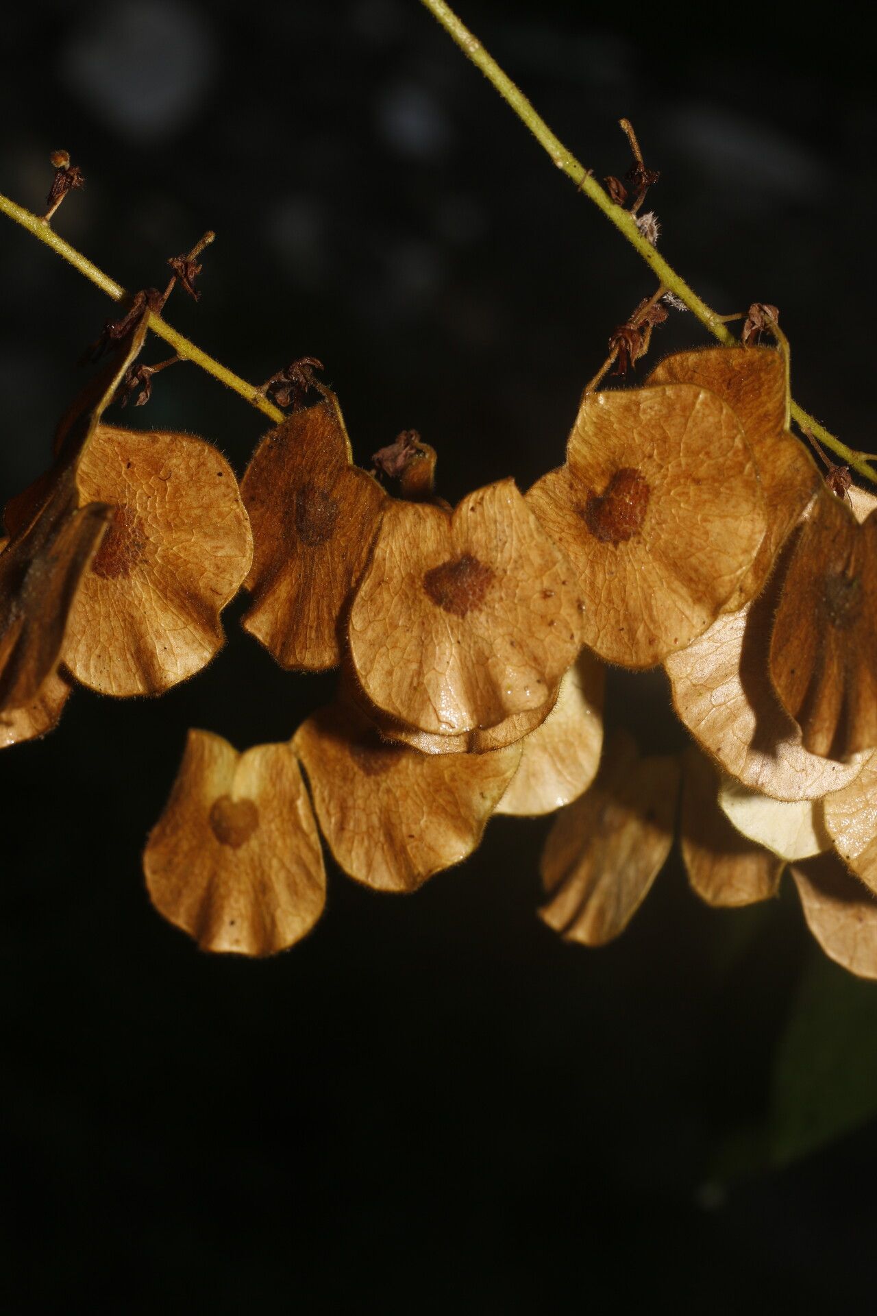 Desmodium purpusii flower