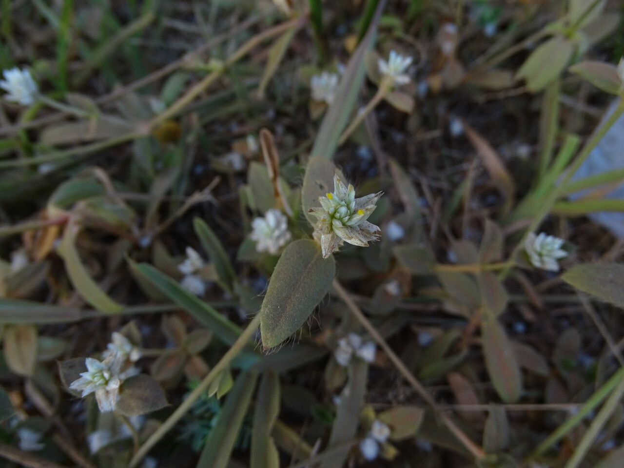 Blutaparon vermiculare — houseplant care guide