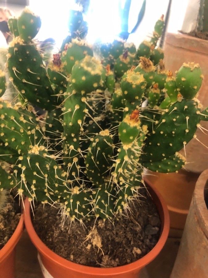 Opuntia quitensis — search result for 'Opuntia'
