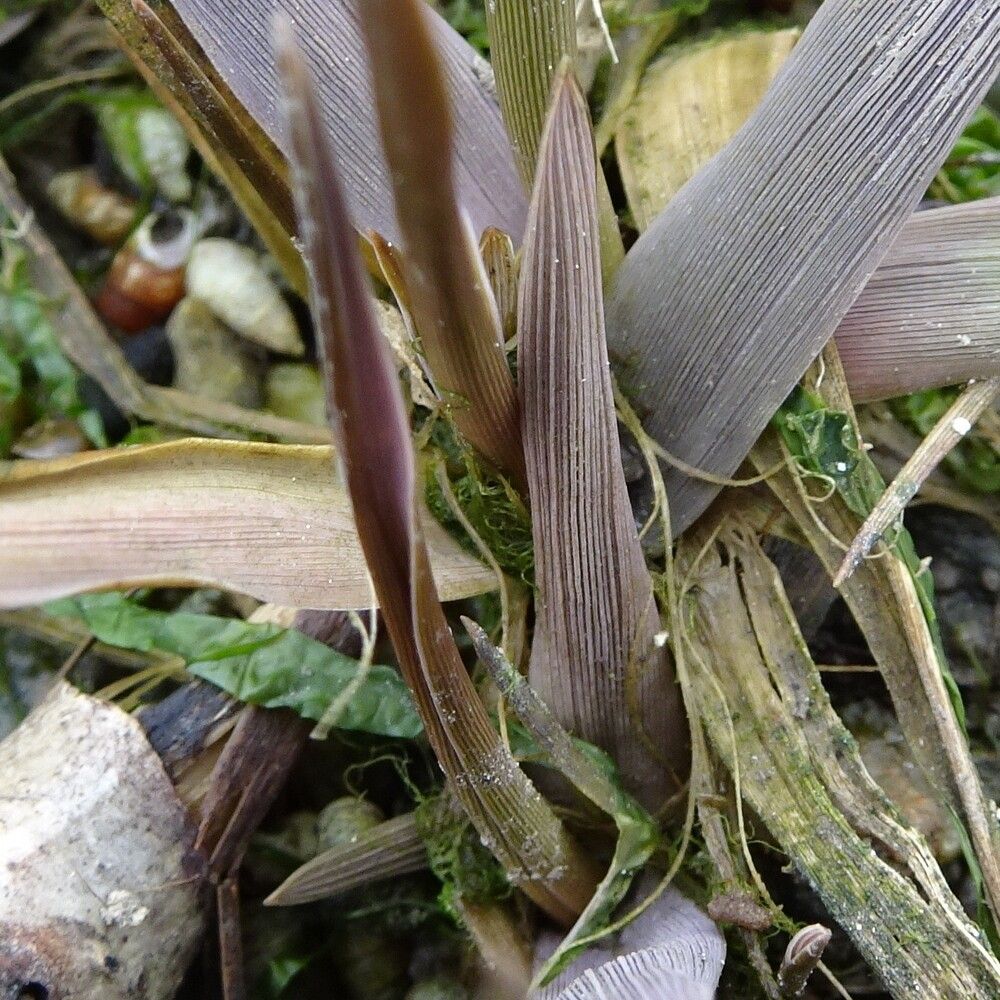 Sporobolus × townsendii — houseplant care guide