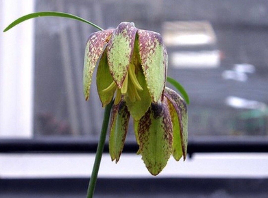 Fritillaria maximowiczii — search result for 'Fritillaria'