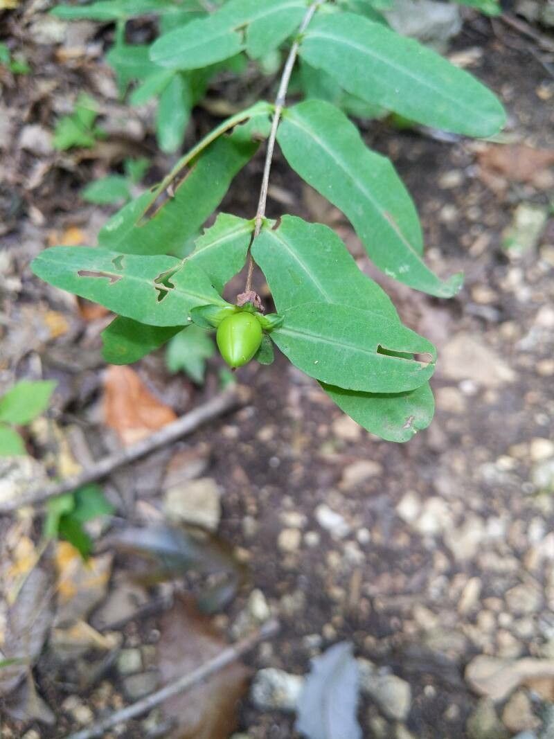 Hypericum frondosum fruit