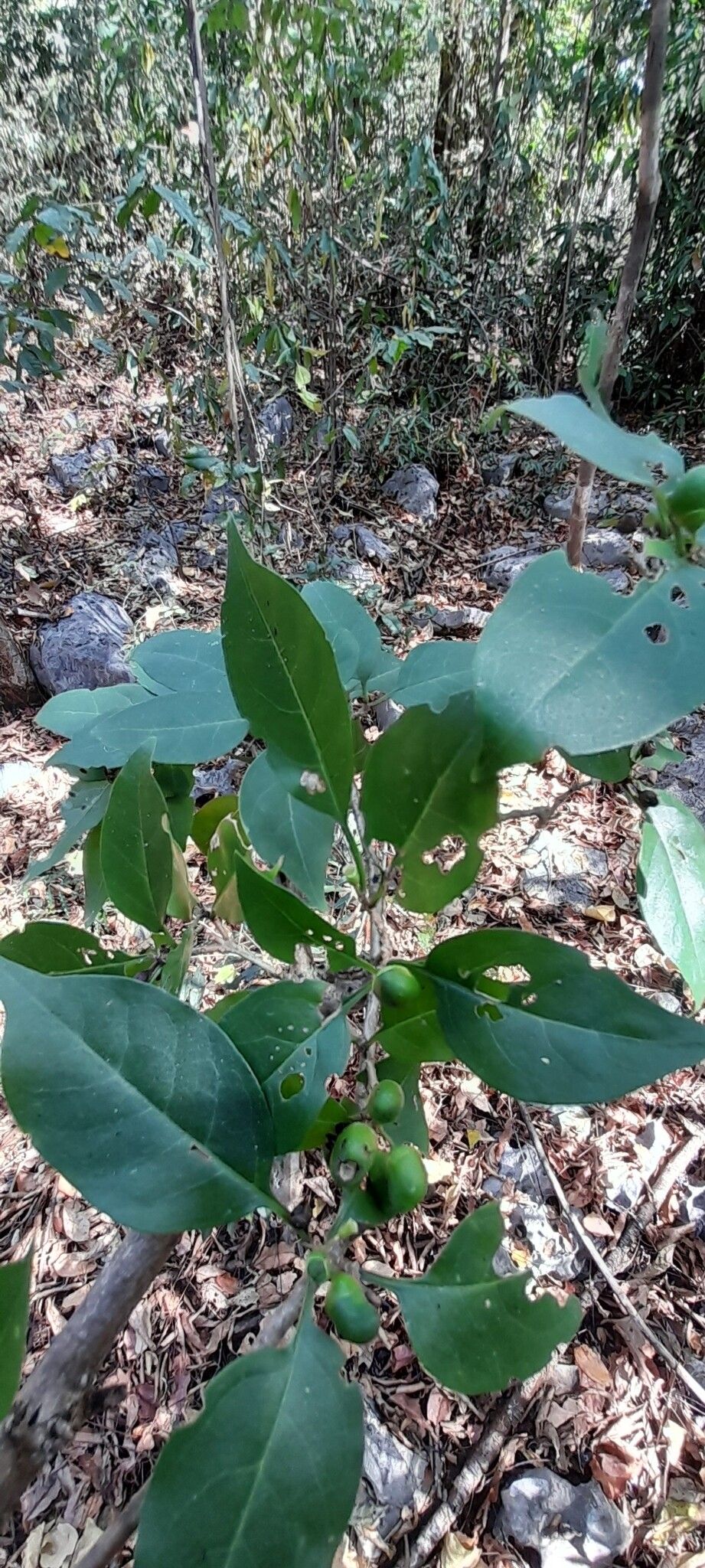 Clerodendrum pyrifolium leaf