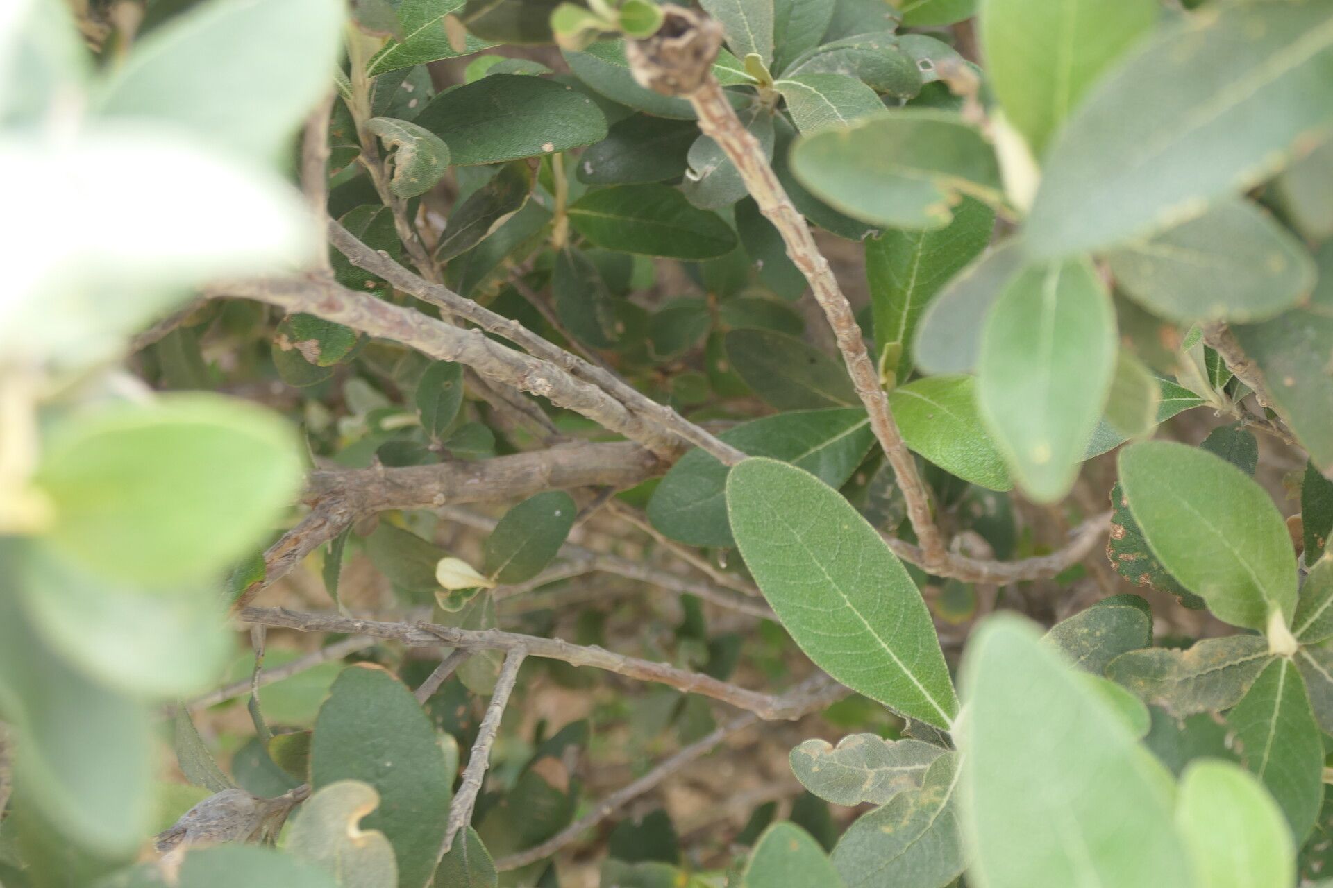 Tarchonanthus littoralis bark