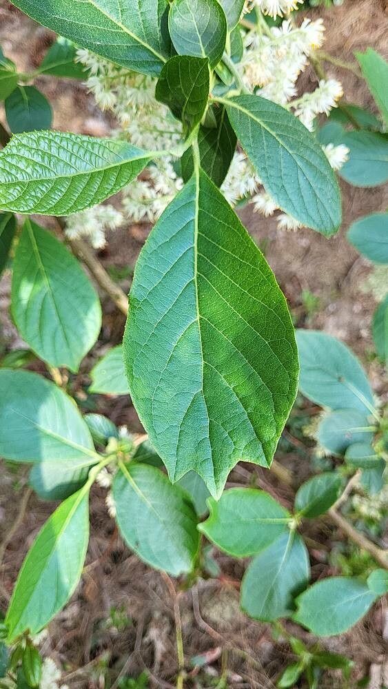 Pterostyrax psilophyllus leaf
