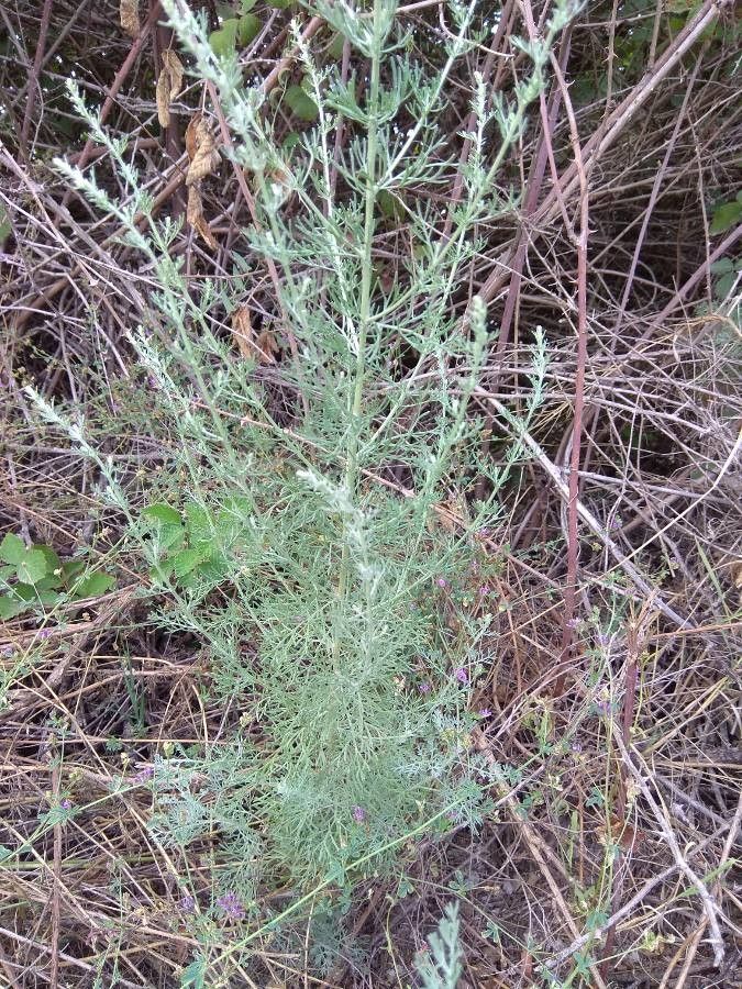 Artemisia austriaca other
