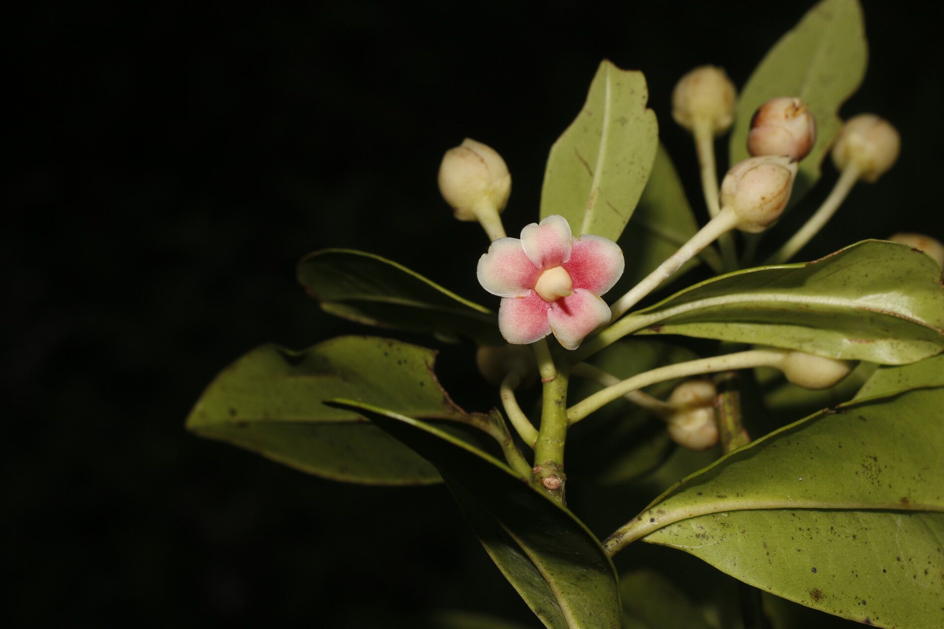Ternstroemia tepezapote flower