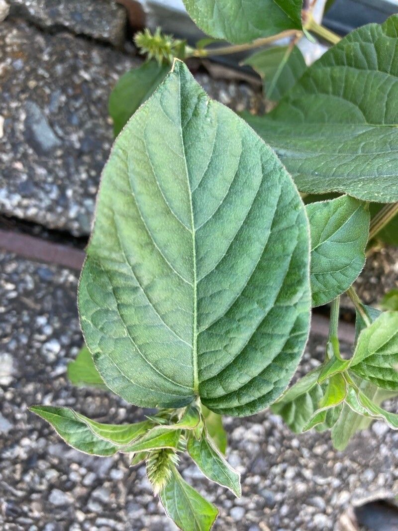 Achyranthes bidentata leaf