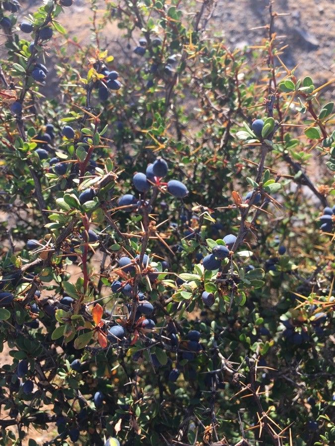 Berberis cretica fruit