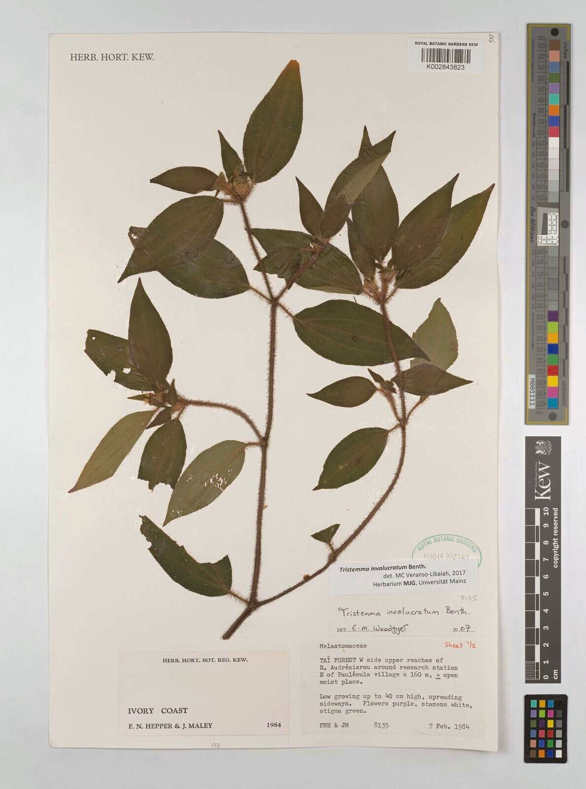 Tristemma involucratum — related species from the same genus