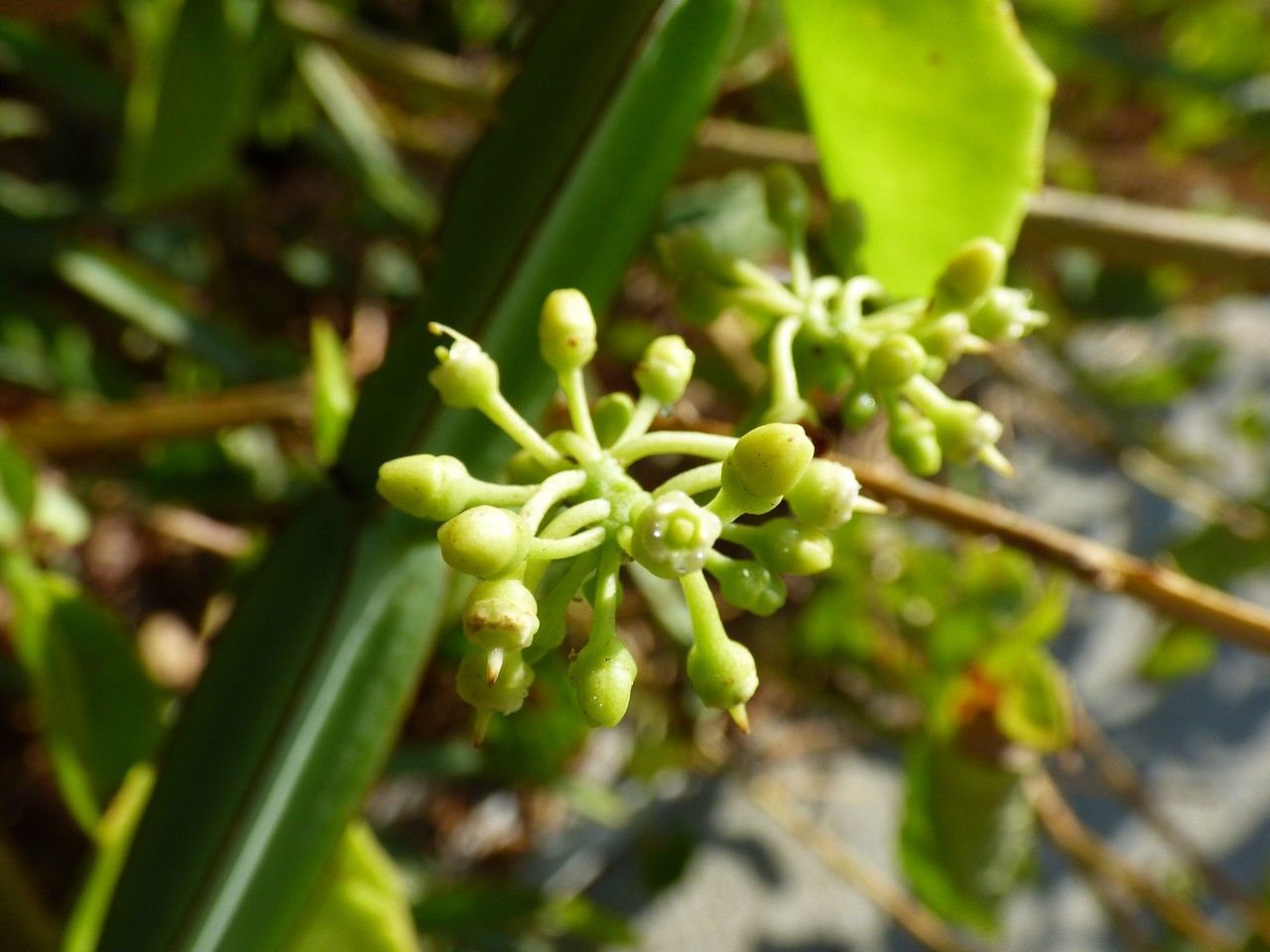 Cissus quadrangularis flower