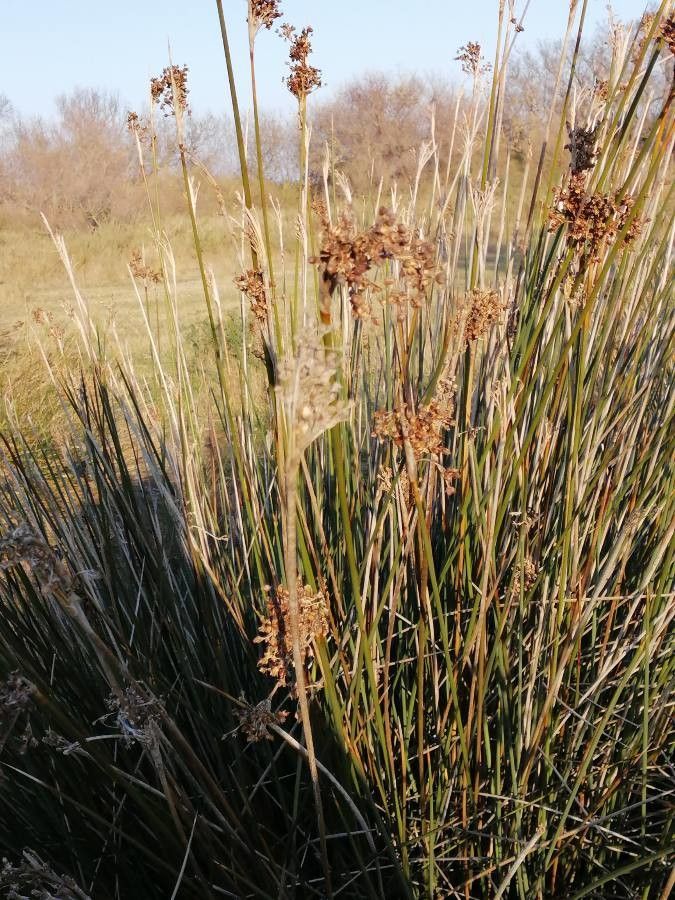 Juncus maritimus fruit