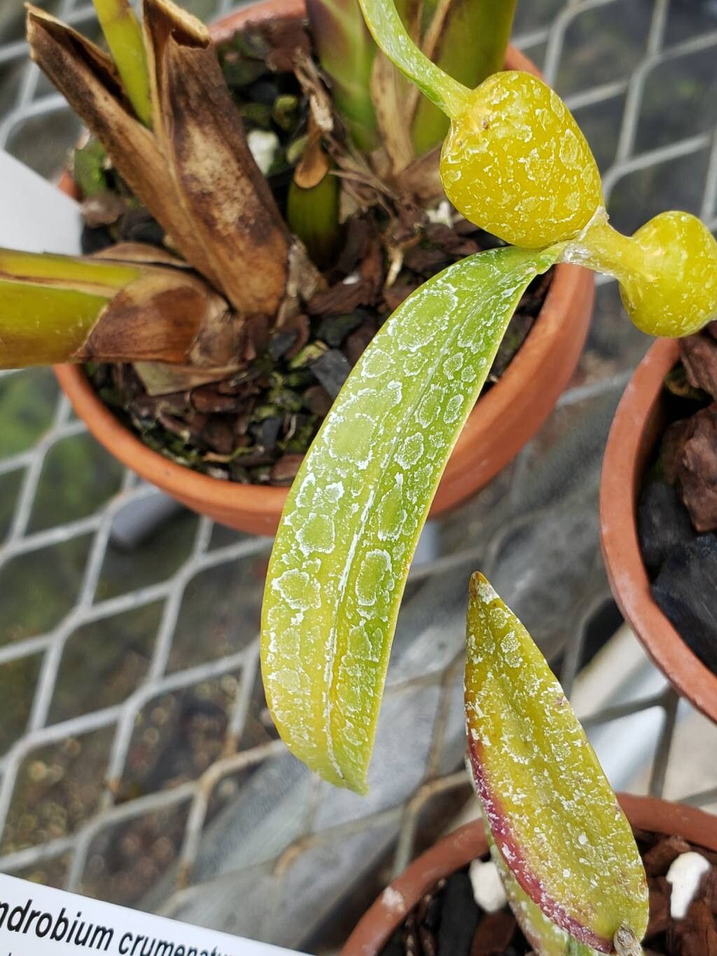 Dendrobium findlayanum — houseplant care guide