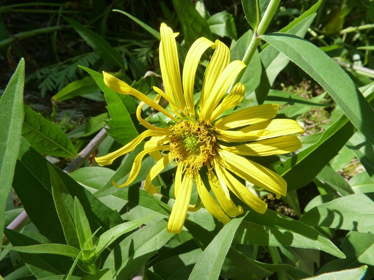 Silphium integrifolium flower