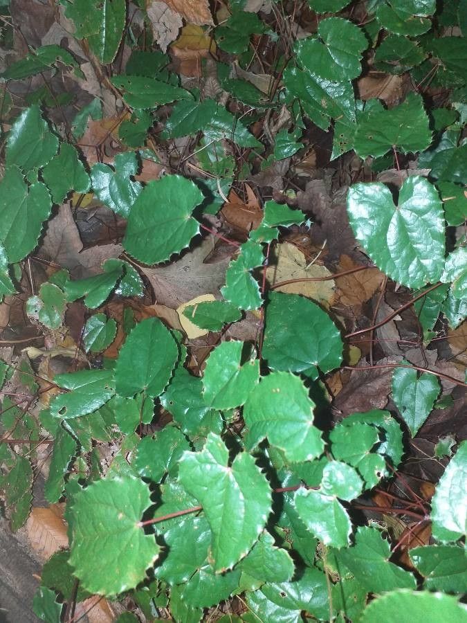 Epimedium rhizomatosum leaf