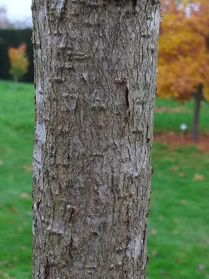 Corylus yunnanensis bark