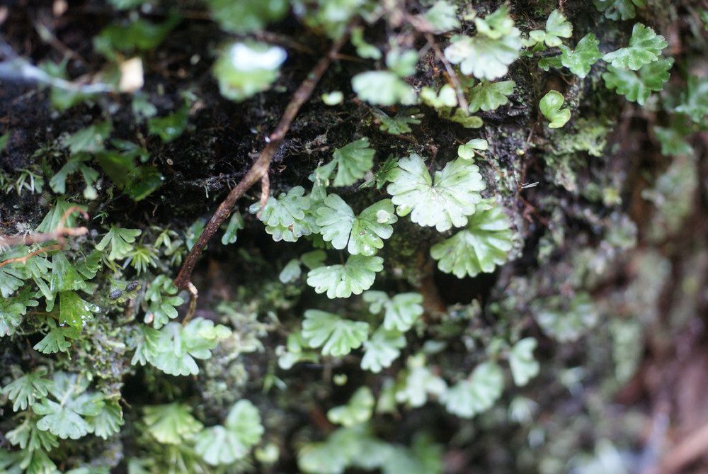Hymenophyllum sibthorpioides other