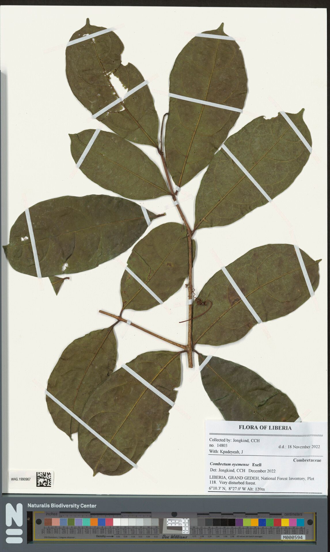 Combretum oyemense — houseplant care guide