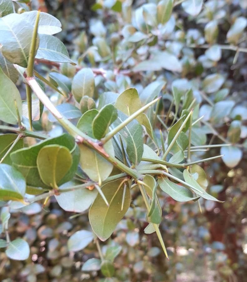 Scutia buxifolia — related species from the same genus