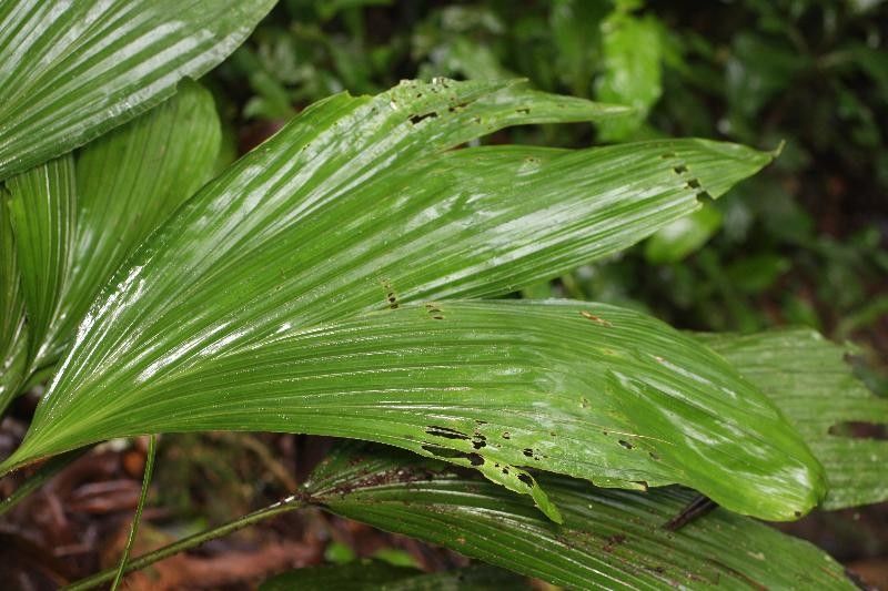 Asplundia brachyphylla leaf