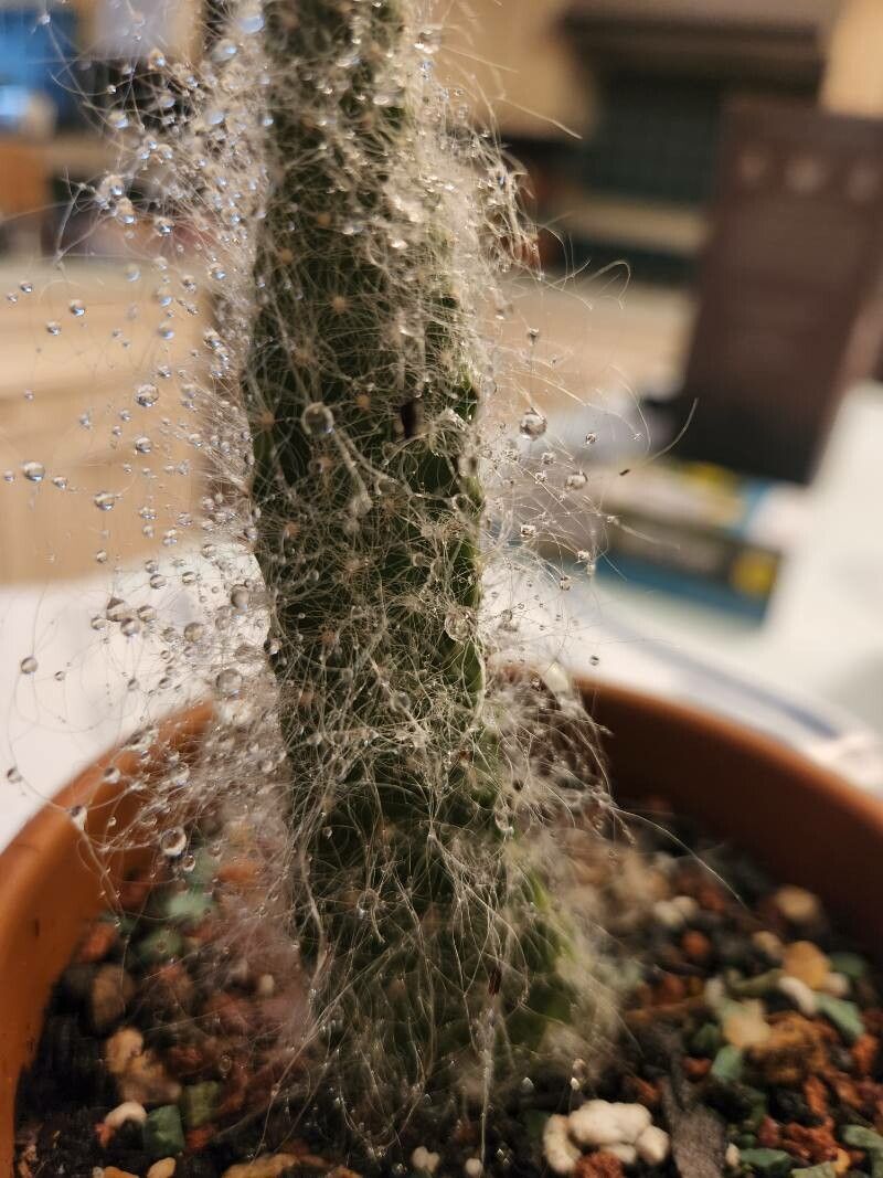 Opuntia orbiculata — search result for 'Opuntia'