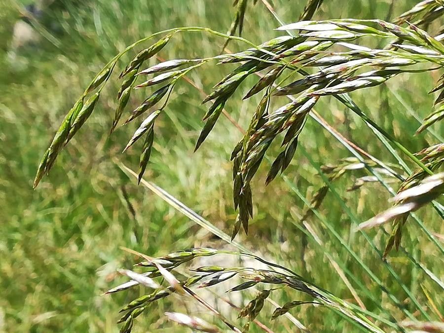 Festuca eskia flower