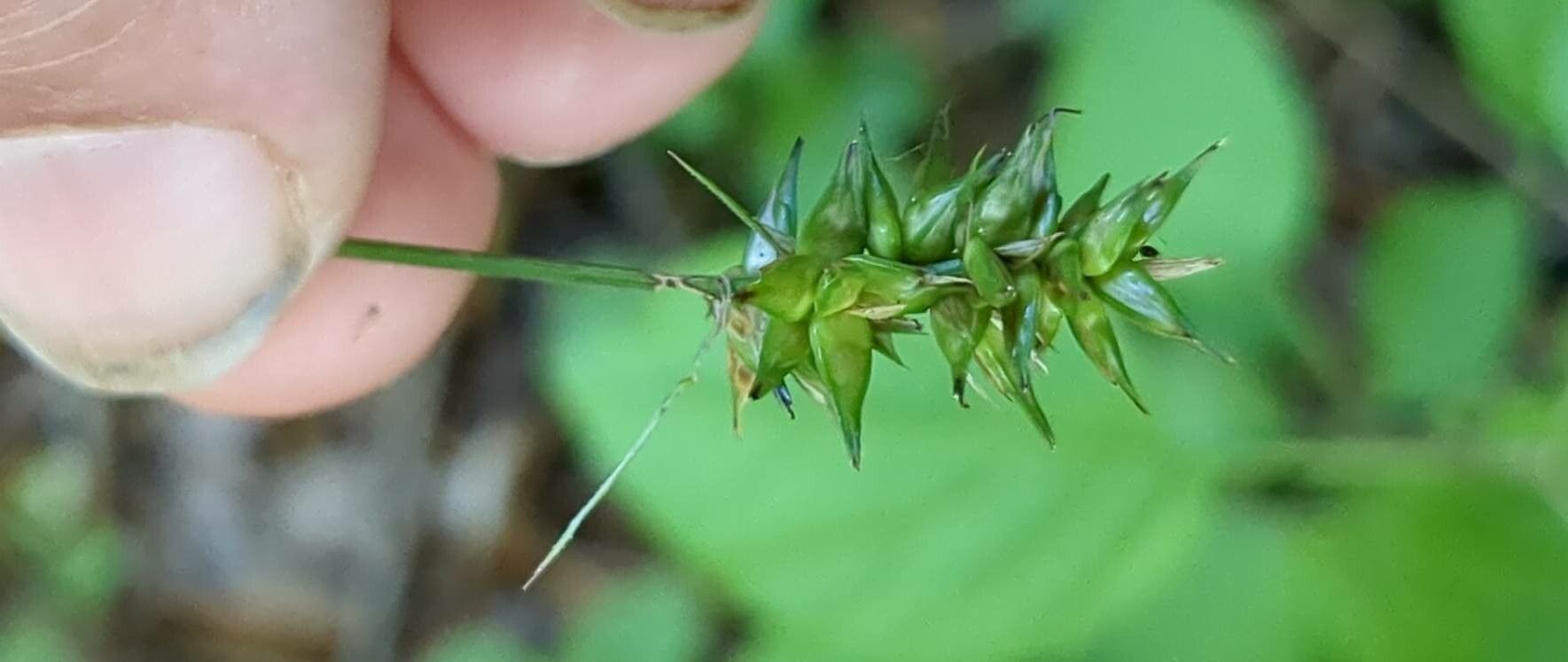 Carex laevivaginata — houseplant care guide