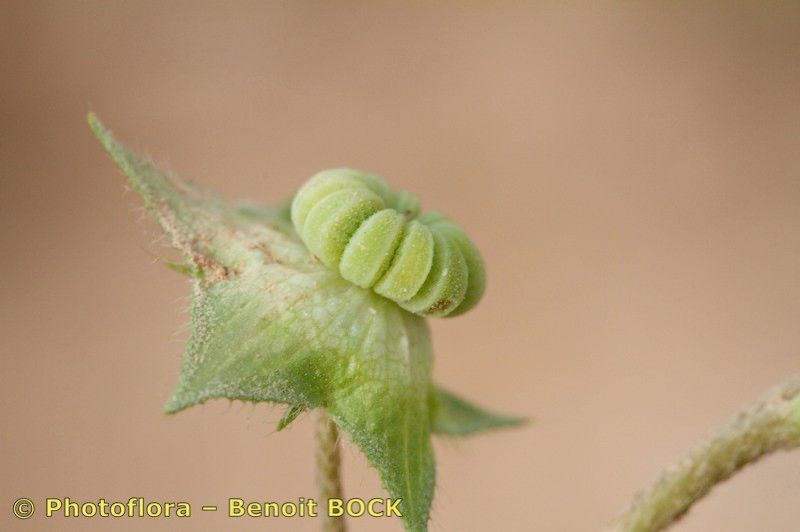 Malva aegyptia fruit