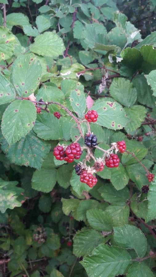 Rubus gratus fruit
