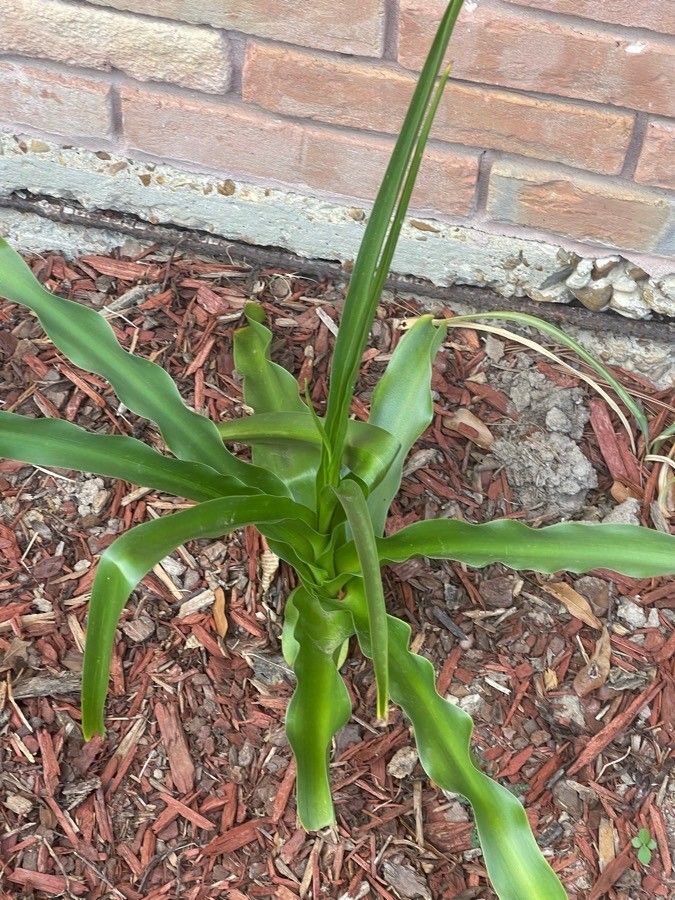 Crinum bulbispermum — search result for 'Crinum'