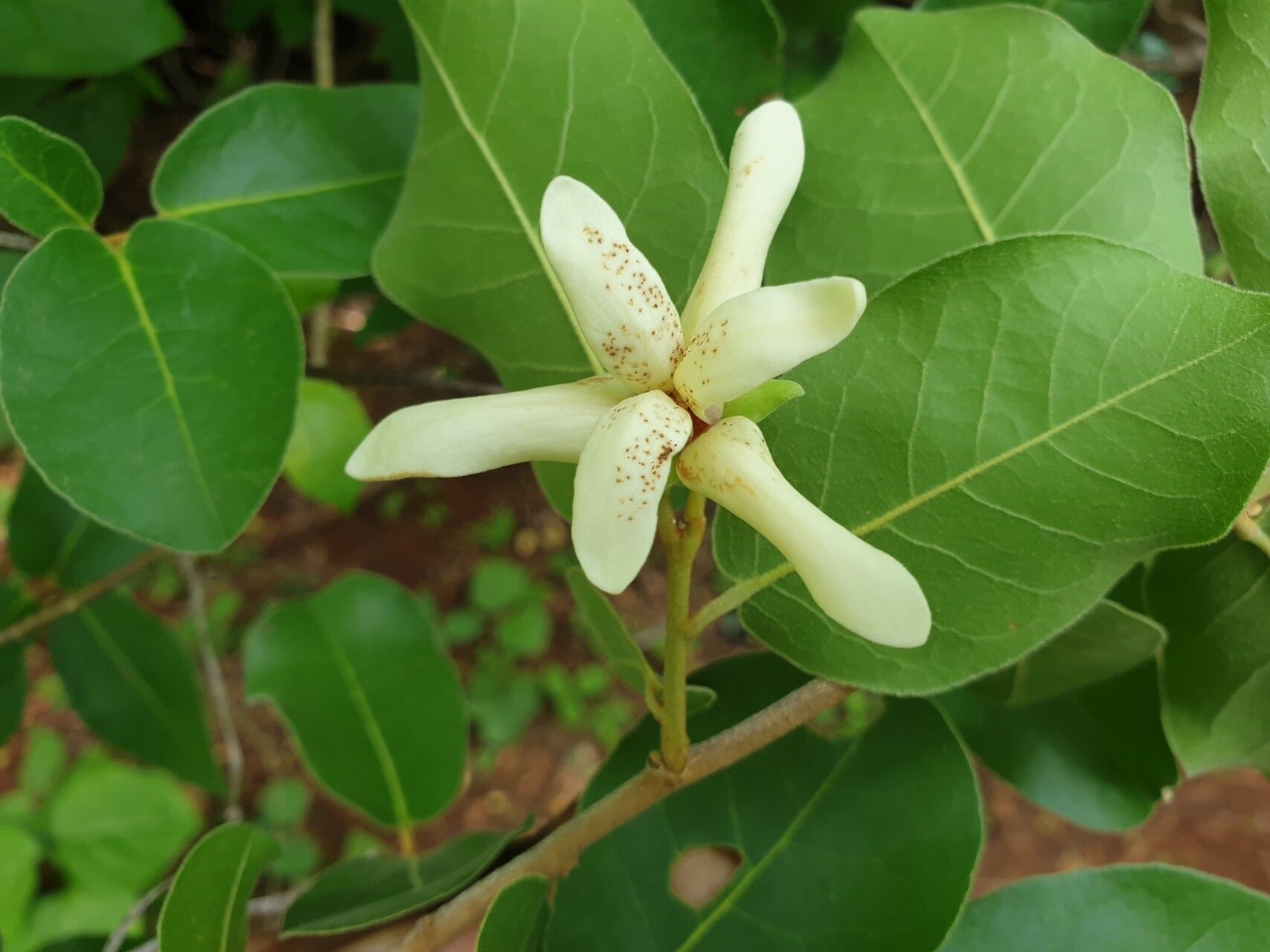 Uvaria relambo flower