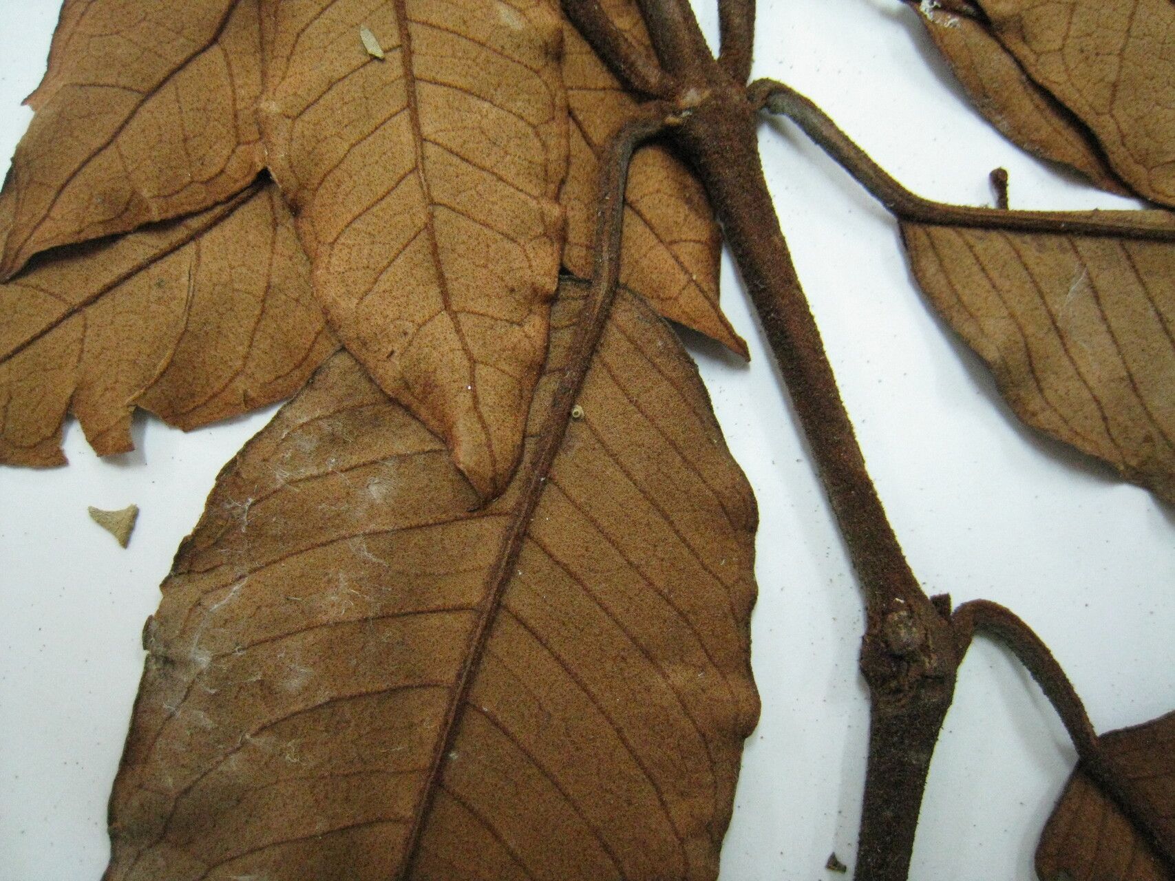 Vismia latifolia other