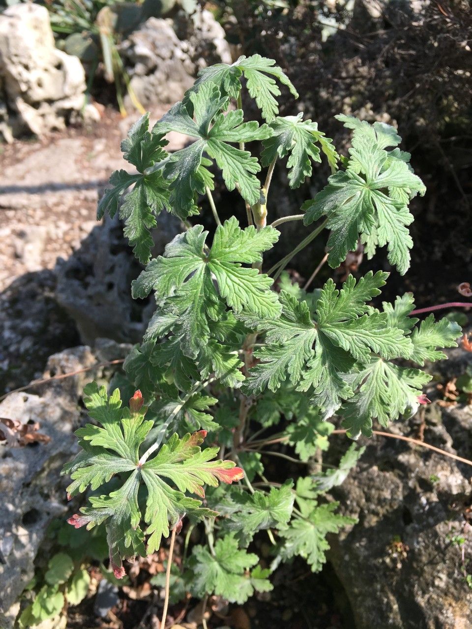 Geranium robustum habit