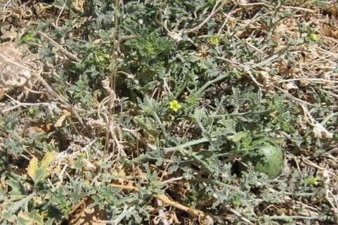 Citrullus ecirrhosus habit