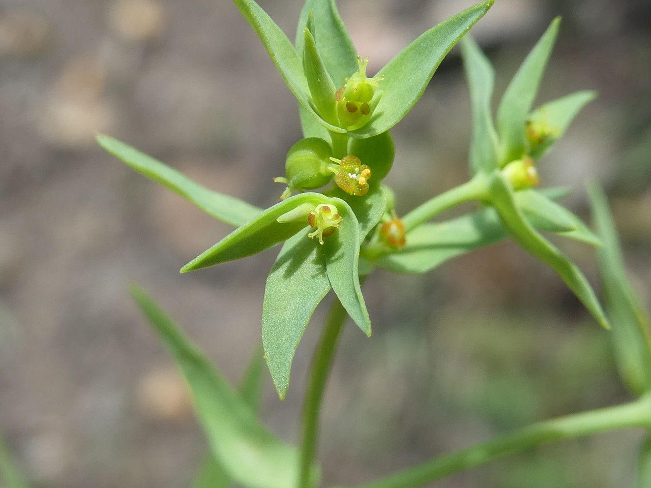 Euphorbia exigua flower