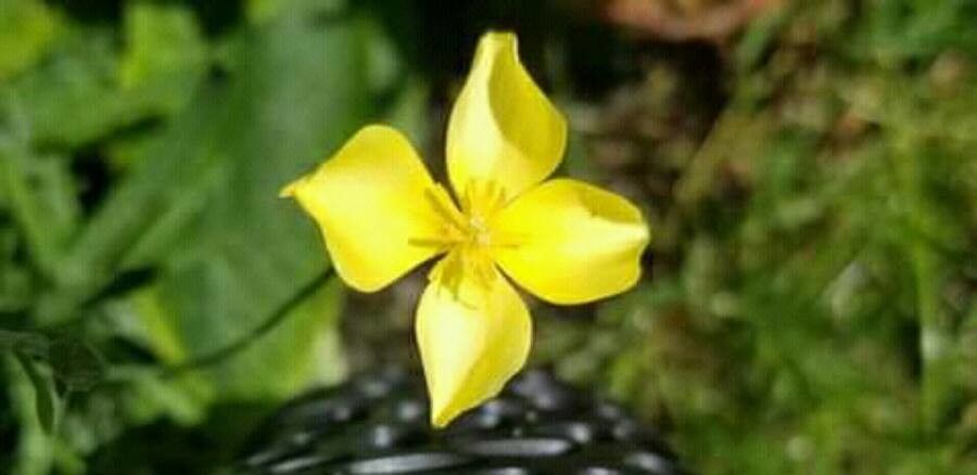 Eschscholzia lobbii — houseplant care guide