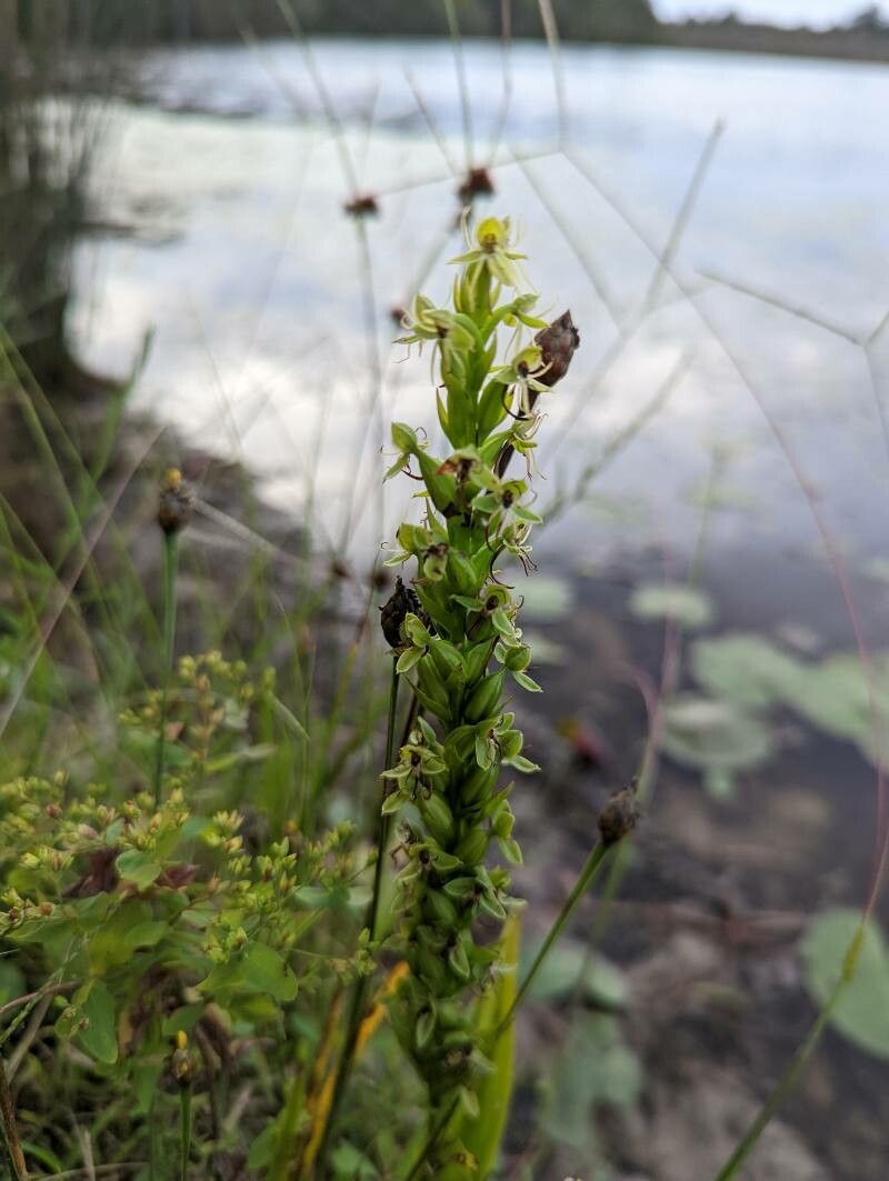 Habenaria repens — houseplant care guide