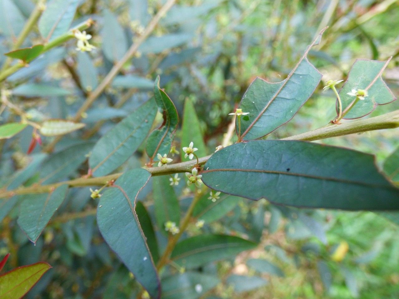 Phyllanthus consanguineus flower