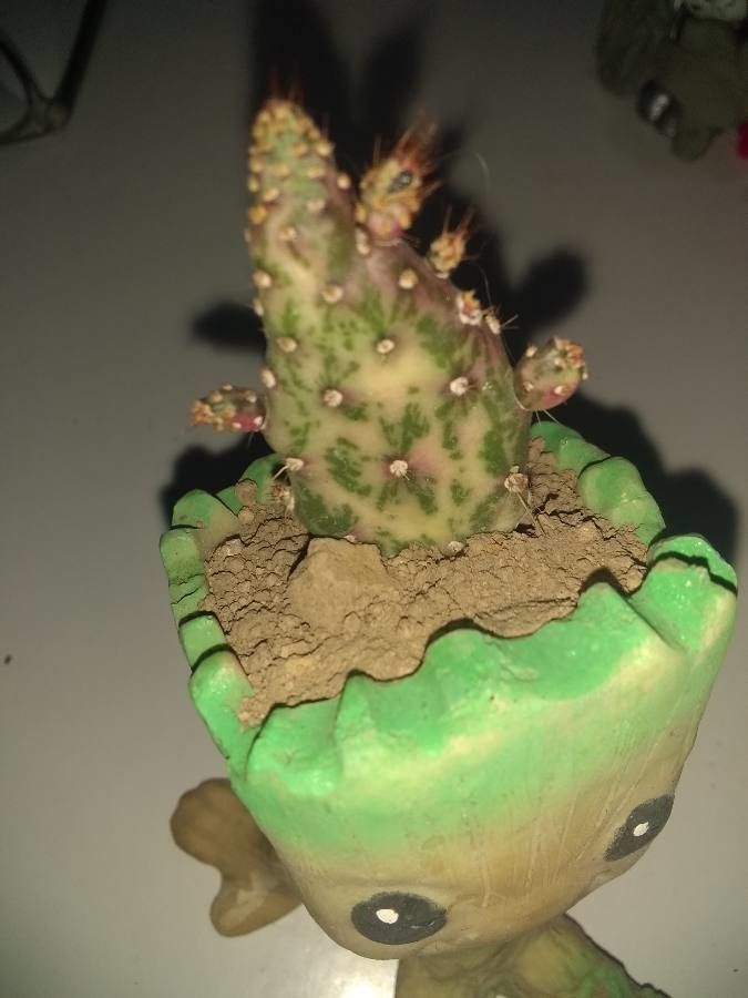 Opuntia triacantha fruit