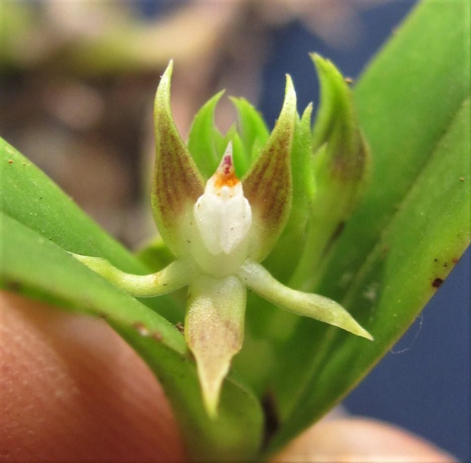 Prosthechea pseudopygmaea fruit