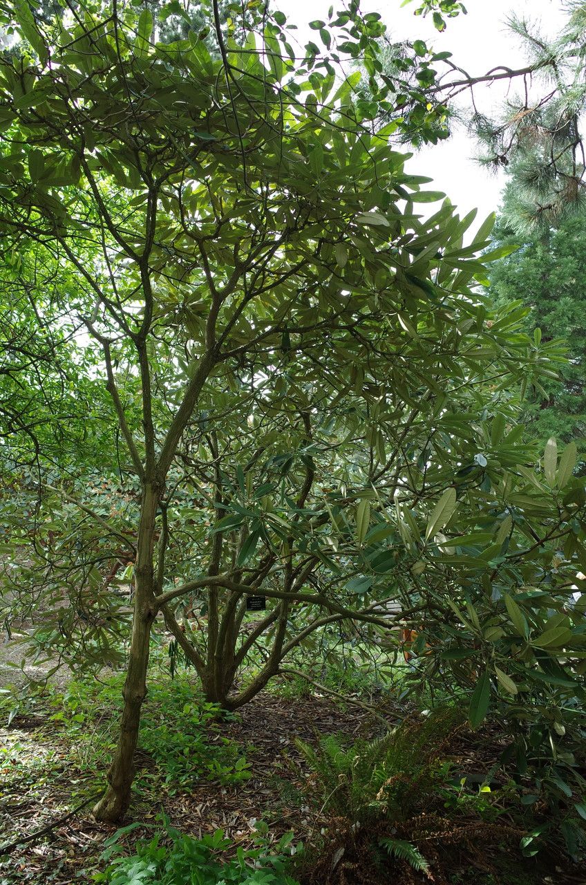 Rhododendron coriaceum habit