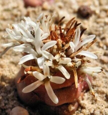 Crassula columnaris flower
