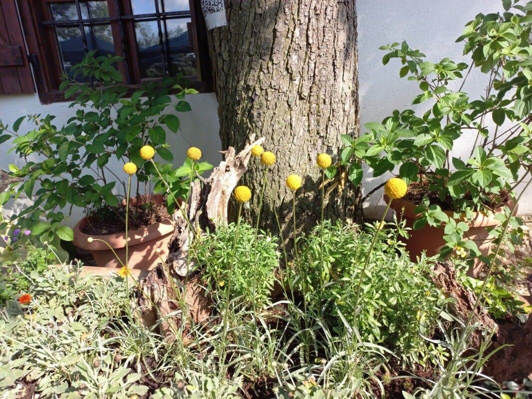 Leucanthemum virgatum — houseplant care guide