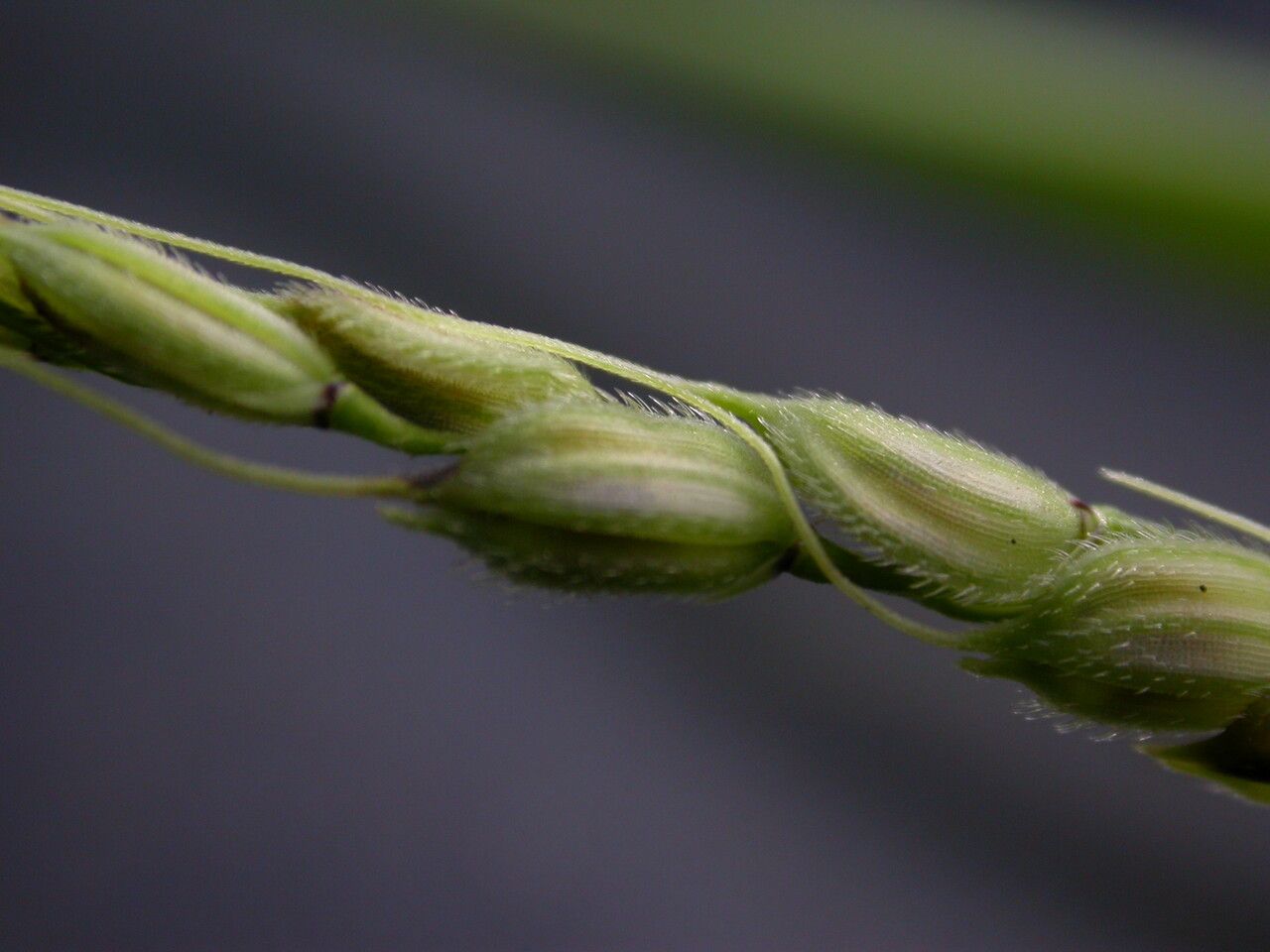 Oryza minuta fruit
