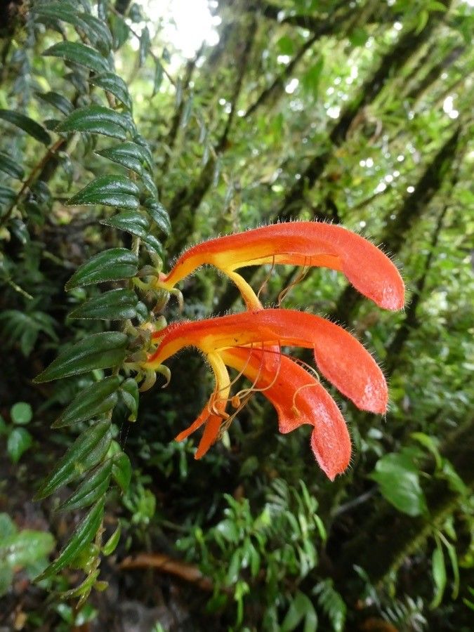 Columnea oerstediana flower